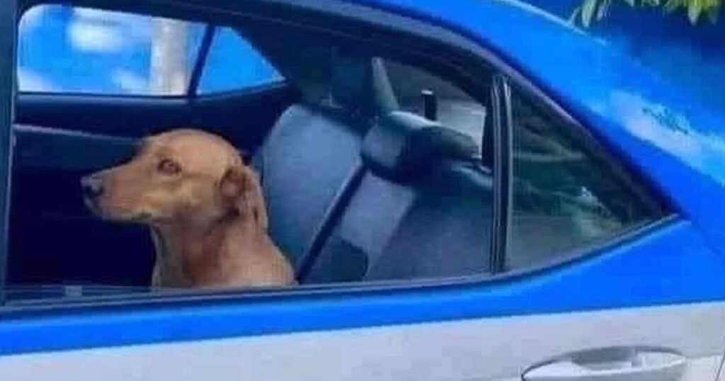 Cachorro caramelo rodou hoje