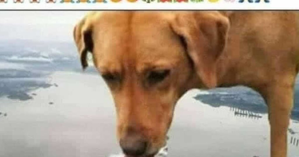 Fim dos tempos, cachorro gigante aparece