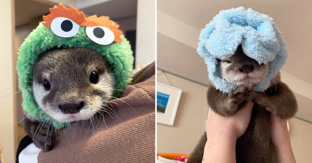 16 lontras usando chapéus