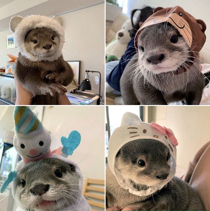 16 lontras usando chapéus