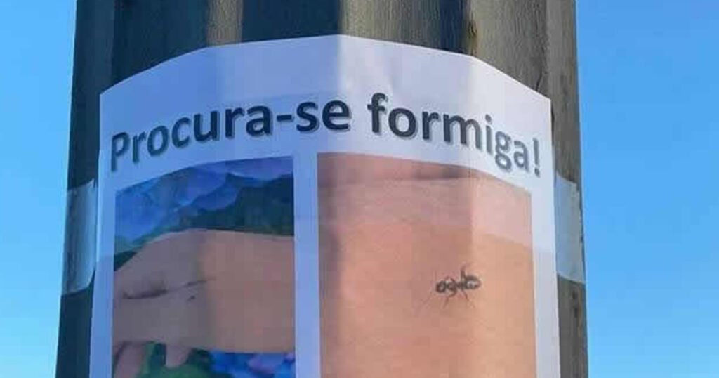 Procuro minha formiga Procuro minha formiga