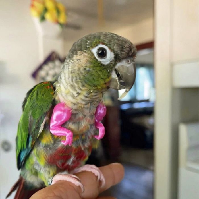 Braços humanos para papagaios