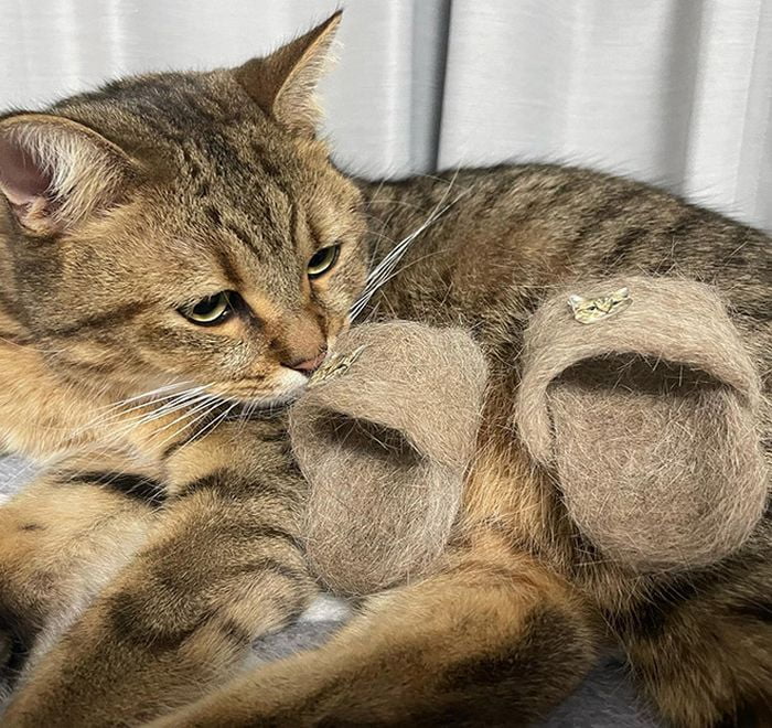 Dona de gato usa restos de pelo para fazer chinelos adoráveis