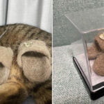 Dona de gato usa restos de pelo para fazer chinelos adoráveis