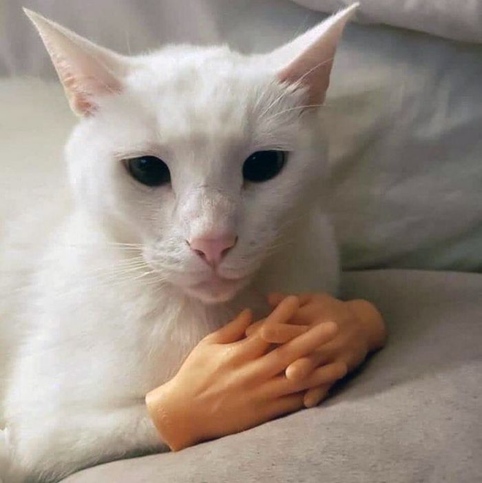 Invenção brilhante, mãos para gatos