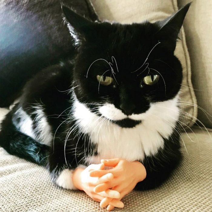Invenção brilhante, mãos para gatos