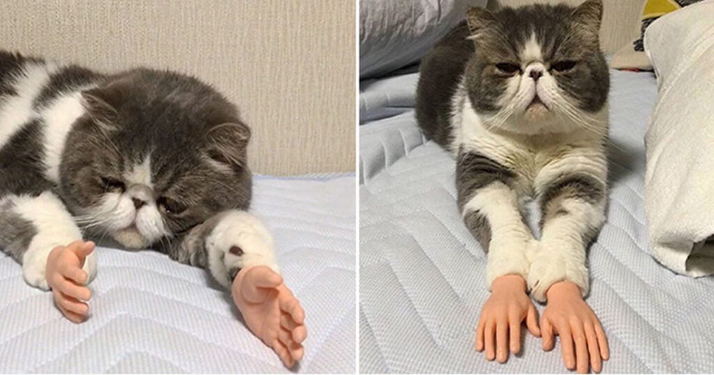 Invenção brilhante, mãos para gatos Invenção brilhante, mãos para gatos