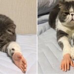 Invenção brilhante, mãos para gatos