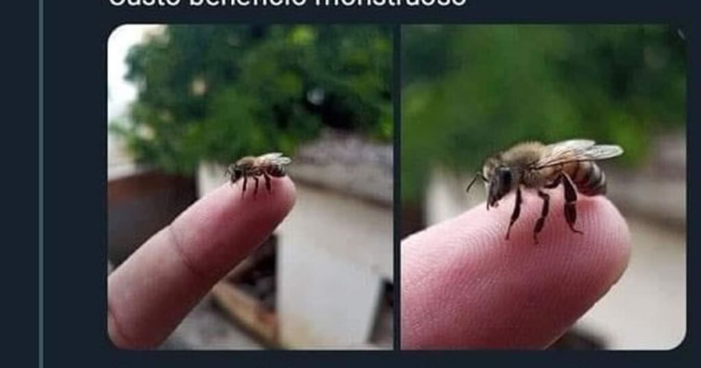 Que abelha cara Que abelha cara