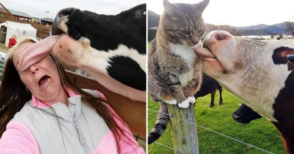 Vacas lambendo todo mundo Vacas lambendo todo mundo