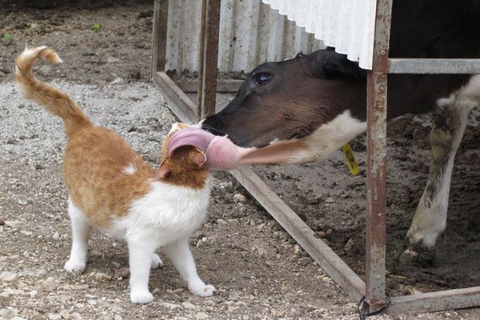 Vacas lambendo todo mundo