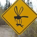 A grande mosca - Se tem placa tem história