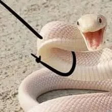 Desenhar braços em cobras é hilário
