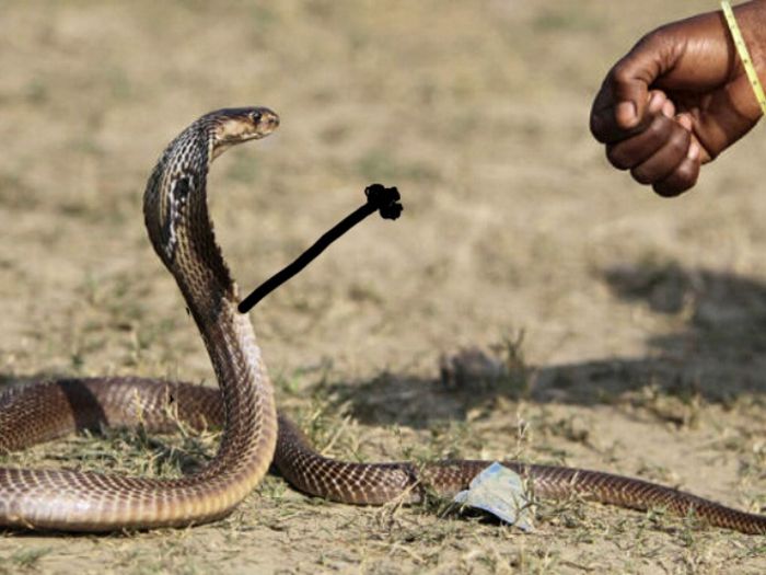 Desenhar braços em cobras é hilário
