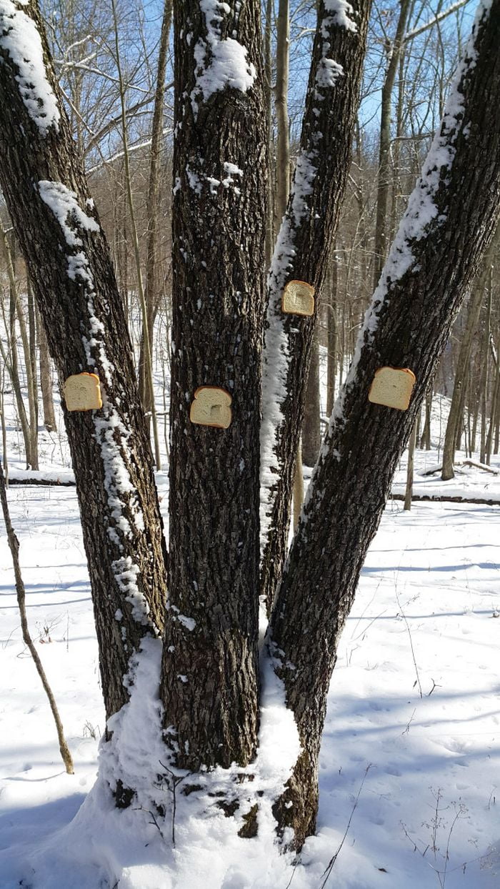 Então, há uma comunidade online para pessoas que adoram grampear pão nas árvores
