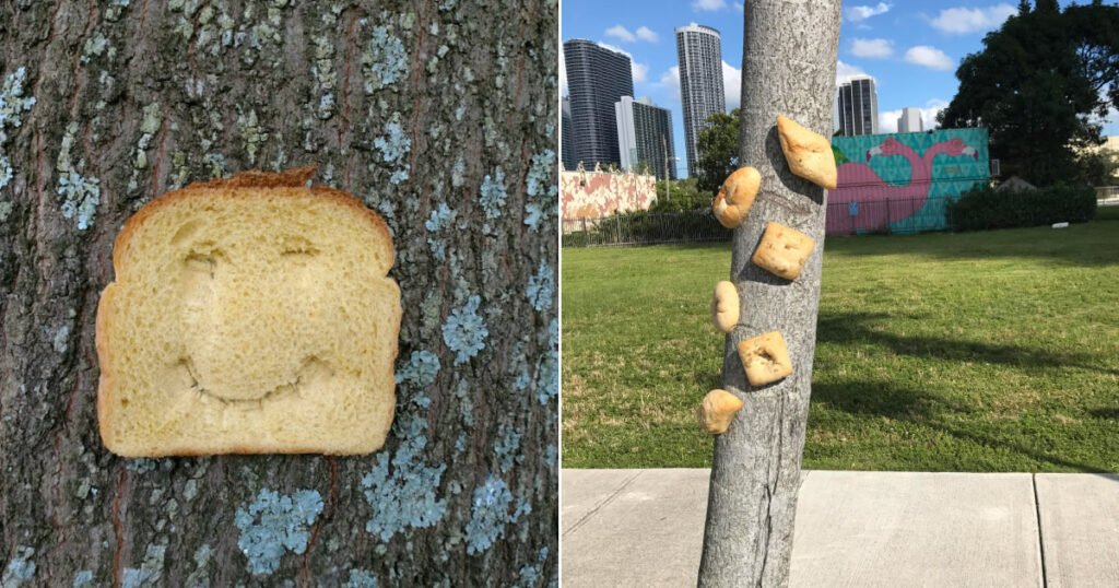 Então, há uma comunidade online para pessoas que adoram grampear pão nas árvores Então, há uma comunidade online para pessoas que adoram grampear pão nas árvores