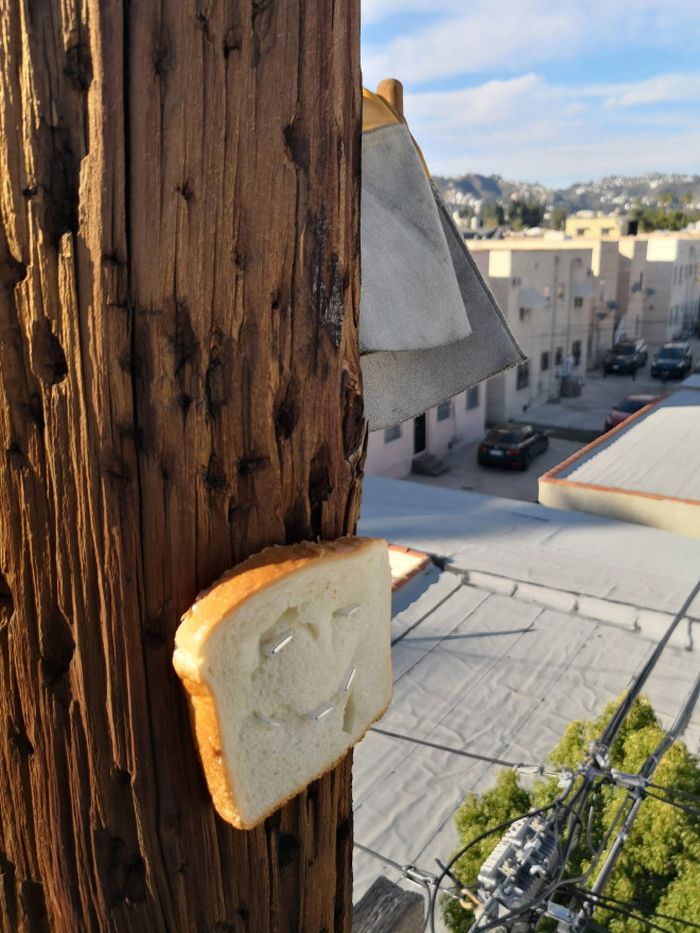 Então, há uma comunidade online para pessoas que adoram grampear pão nas árvores