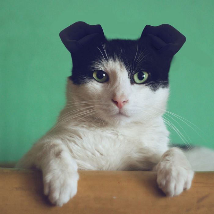 Há uma comunidade online que substitui orelhas de animais por poltronas