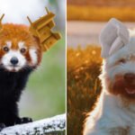 Há uma comunidade online que substitui orelhas de animais por poltronas