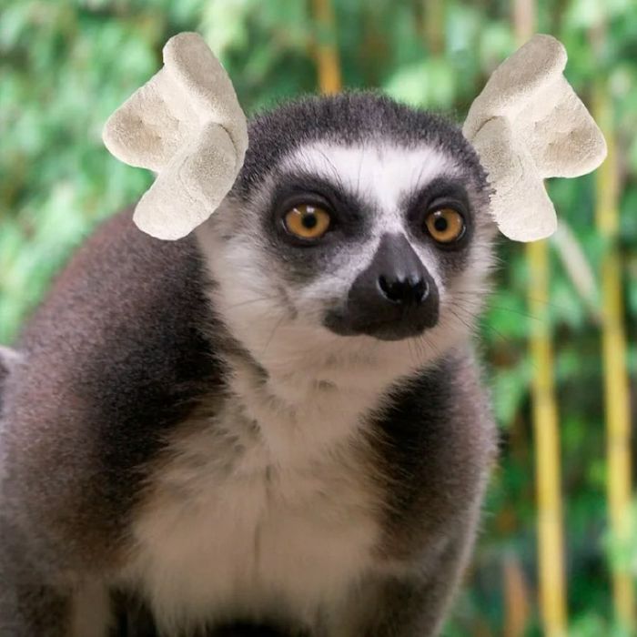 Há uma comunidade online que substitui orelhas de animais por poltronas
