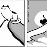 O mundo visto pelo gato