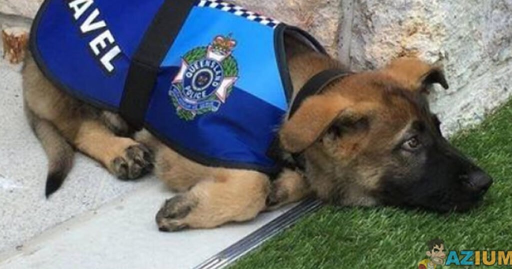 Cachorro é reprovado em treinamento Cachorro é reprovado em treinamento