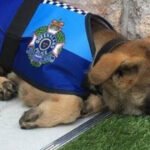 Cachorro é reprovado em treinamento