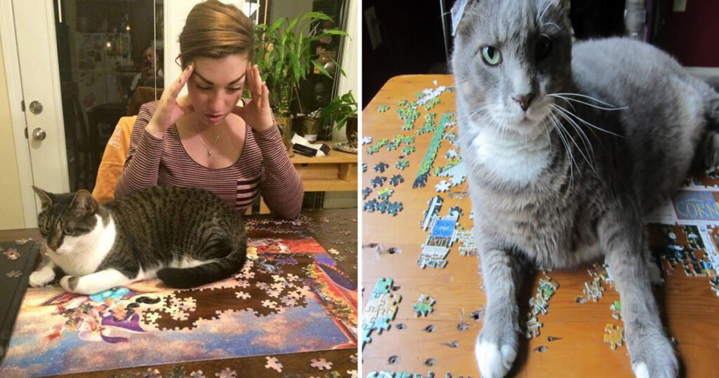 Gatos ajudando humanos a resolver quebra-cabeças