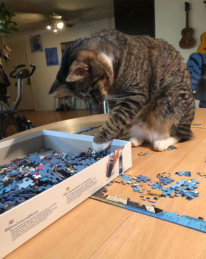 Gatos ajudando humanos a resolver quebra-cabeças