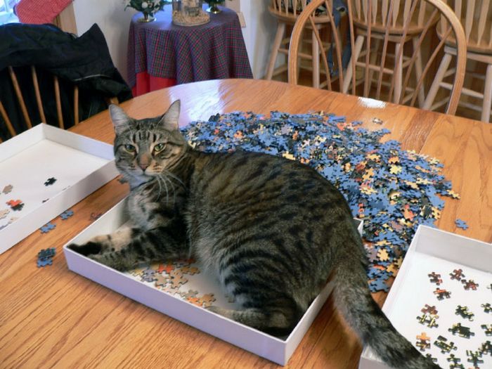 Gatos ajudando humanos a resolver quebra-cabeças