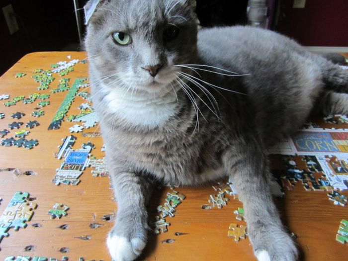 Gatos ajudando humanos a resolver quebra-cabeças
