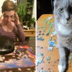 Gatos ajudando humanos a resolver quebra-cabeças