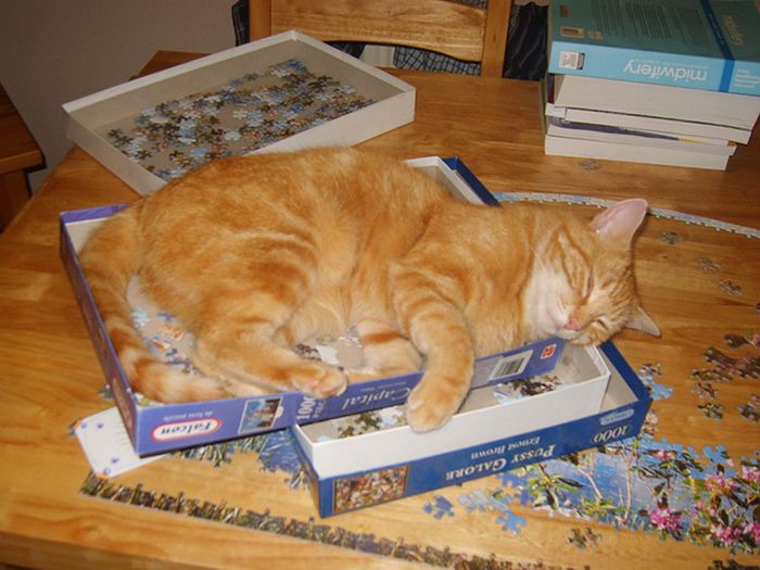 Gatos ajudando humanos a resolver quebra-cabeças