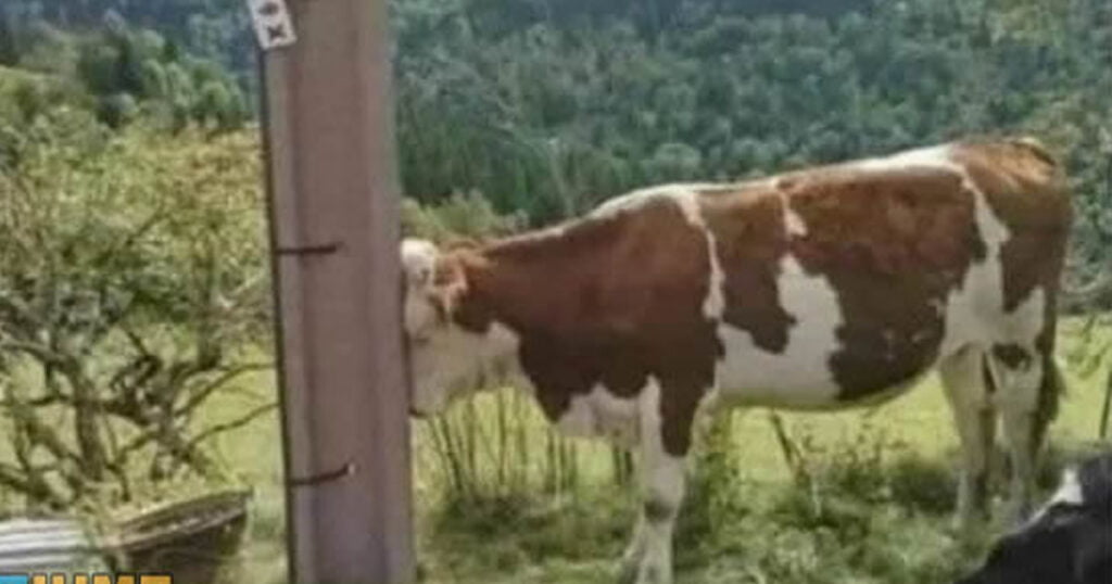 Na sua opinião, a vaca: