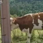 Na sua opinião, a vaca: