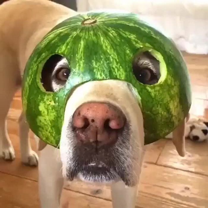 Cães usando capacetes de melancia