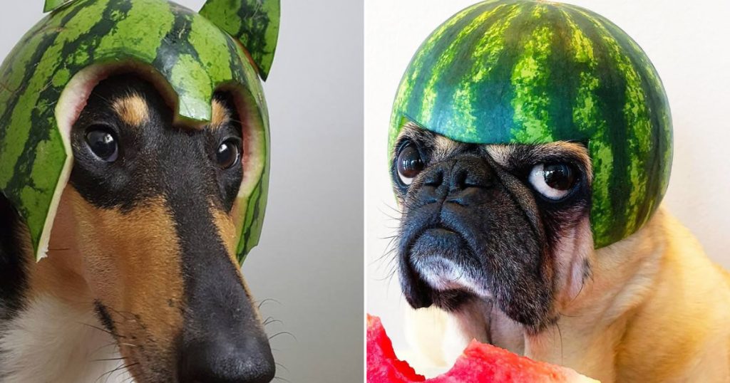 Cães usando capacetes de melancia