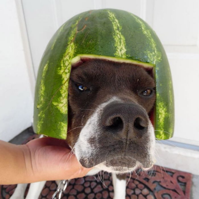 Cães usando capacetes de melancia