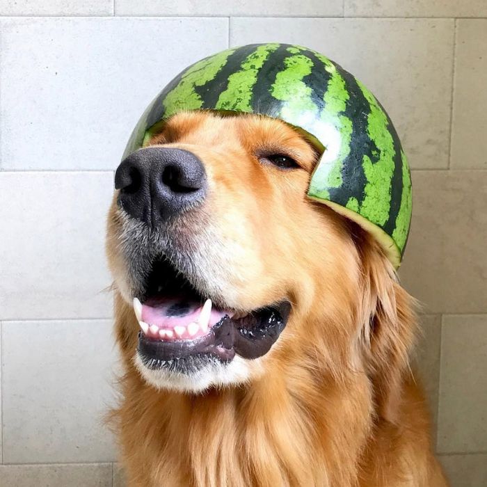 Cães usando capacetes de melancia