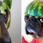 Cães usando capacetes de melancia