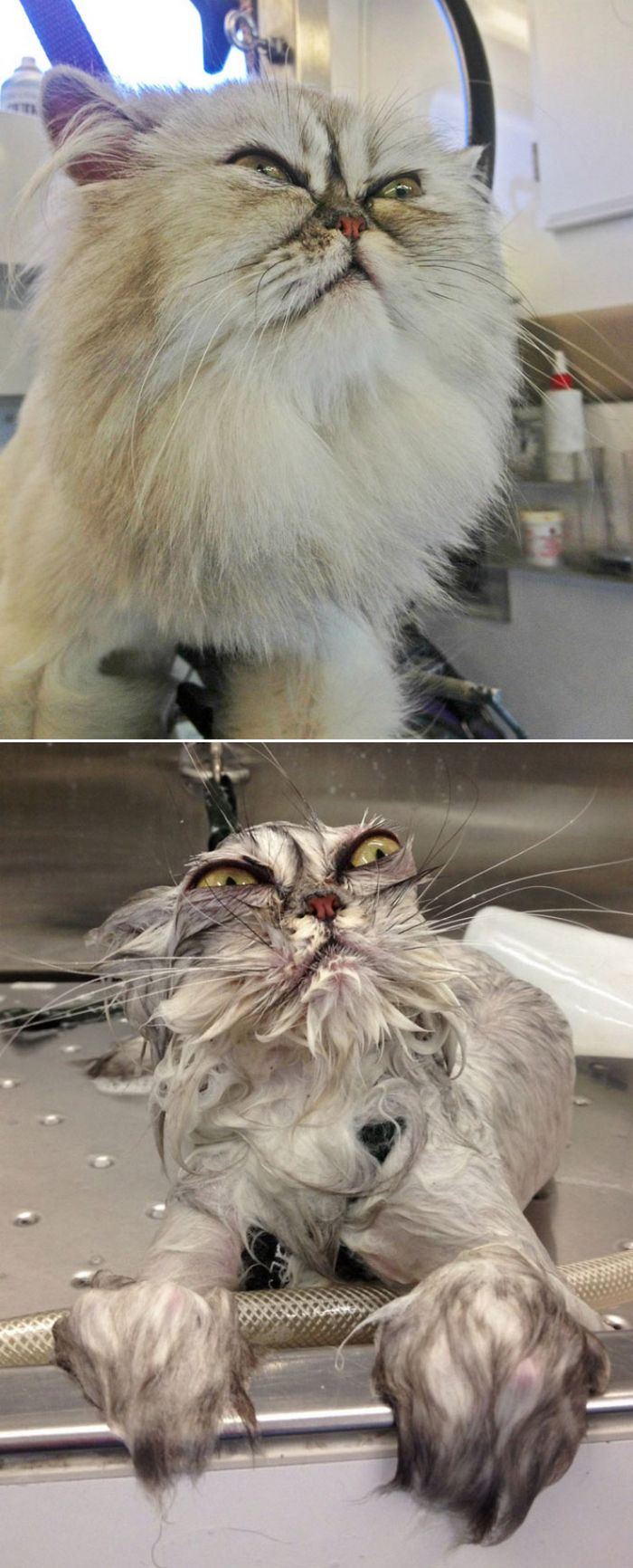 19 gatos antes e depois do banho
