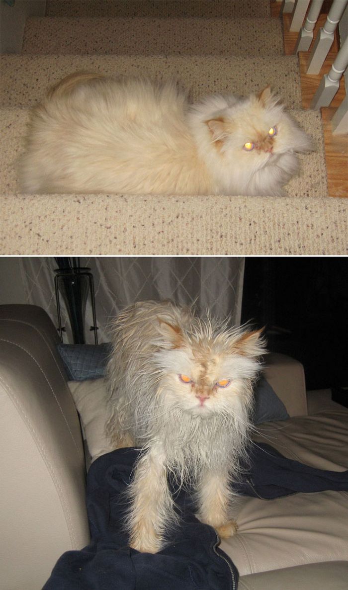 19 gatos antes e depois do banho