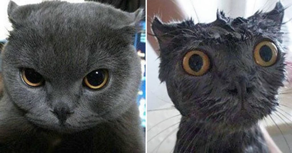 19 gatos antes e depois do banho