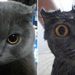 19 gatos antes e depois do banho