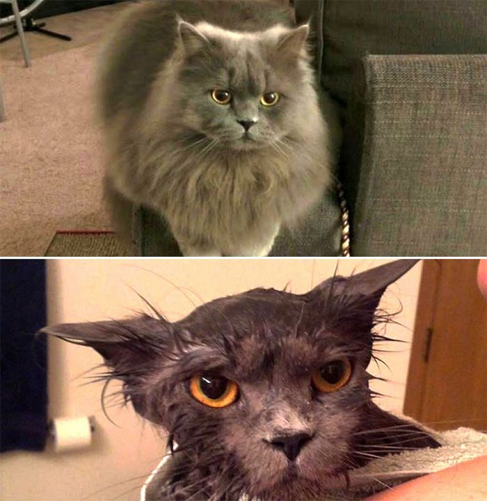 19 gatos antes e depois do banho