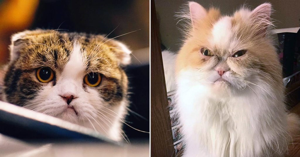 Gatos julgando silenciosamente suas más decisões de vida Gatos julgando silenciosamente suas más decisões de vida