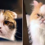 Gatos julgando silenciosamente suas más decisões de vida