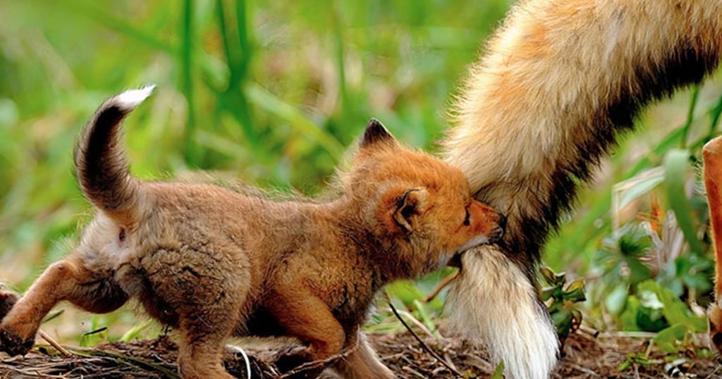 22 vezes em que as raposas foram pegas sendo as mais fofas