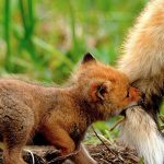 22 vezes em que as raposas foram pegas sendo as mais fofas