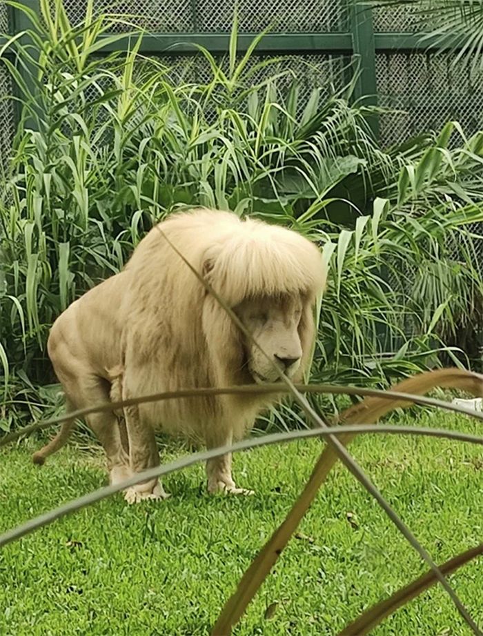 Zoológico chinês dá franja reta ao leão